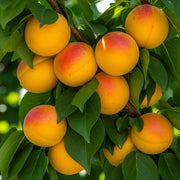 5ft 'Early Moorpark' Apricot Tree | Bare Root | 1 Years Old